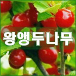 [현대조경농원]앵두나무 묘목 3년생 결실주, 1개, 왕앵두