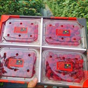 [우연팜] 제철과일 국내산 산딸기 생과 특품, 1개, 250g(산딸기 생과 특품)