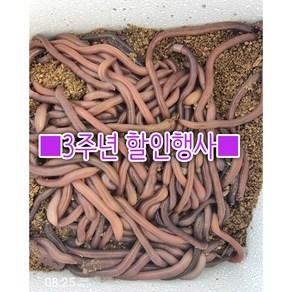 1. 말지렁이 50마리(당일배송)다음날도착