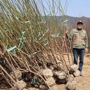 매실나무 묘목 결실주 4년 청매실 홍매실 왕매실 유실수 정원수 과일나무, 1개