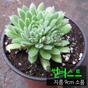 [허브여울바위솔] 바위솔모음 (노지월동/모종) 지름 9cm 소품 & 15cm 중품 다육화분 (상토와 마사만사용), 썬버스트, 1개