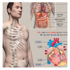 밀키하우스 인체골격&내부기관 방수포스터 2종, B인체 내부기관