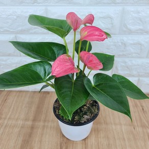 곰플랜트/ 안시리움(소품) 로얄핑크, 1개, 핑크색