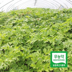 [당일출고]세모농 무농약 신선초 녹즙용 주스용, 1kg, 1개