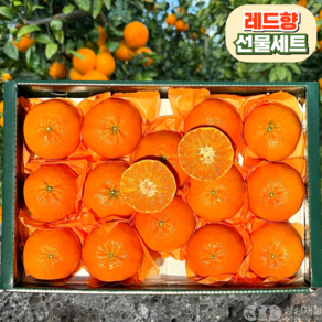 [산지직송] 프리미엄 고당도 레드향 선물세트, 1개, 선물용 5kg (특대과)