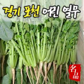 [국내산/국산] 아삭 싱싱한 맛있는 어린 열무 4kg 당일수확 당일배송 추 열무우 무우 생열무 1박스 4키로 무침 부드러운 국수 비빔밥 쌈, 1개