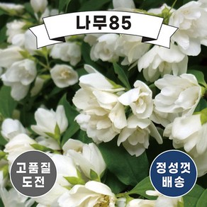 (나무85) 고광나무 겹고광(스노우벨) 2리터 화분