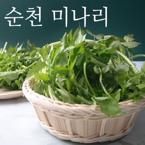 [당일수확] 순천 싱싱 미나리 1kg, 1개