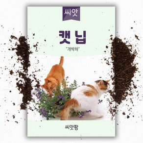 캣닢 씨앗 800립 캣닙 개박하 씨앗 허브 박하