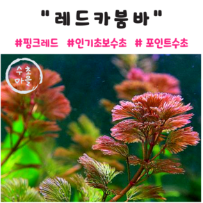 <수초마을> 붉은수초의 정석 레드카붐바 10줄기 붉은수초 초보수초 후경수초, 1개