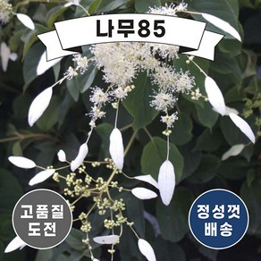 (나무85) 등수국 4종 시리즈, 1.등수국 (페티오라리스) 5치 포트, 1개