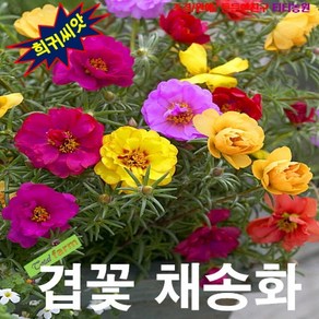 (씨앗) 채송화 겹꽃혼합 50립 (핑크 레드 노랑 흰색)