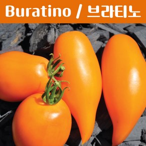 Buatino 브라티노 소스토마토 희귀토마토 교육 체험용 세트, 1개