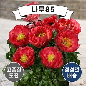 (나무85) 왜성향수작약 4종 시리즈, 4.왜성향수작약 (오슬로)