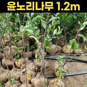 꼭지윤노리나무 식목일 윤노리 원예 1.2m 나무, 1개