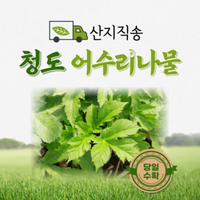 [산지직송] 어수리나물 500g 1kg 산나물 어수리, 1개