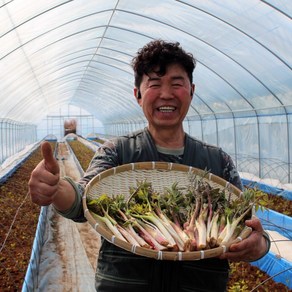 강원도 땅두릅 산지직송, 1개, 땅두릅 200g