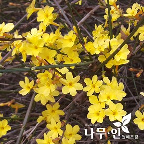 [나무인] 영춘화 5개 개화주 포트묘 키50~70cm