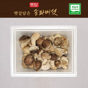 [3+1] 햇담송화버섯 정품중급 500g 1kg 농협에 납품하는 무농약 이천 햇살가득담은 송고버섯