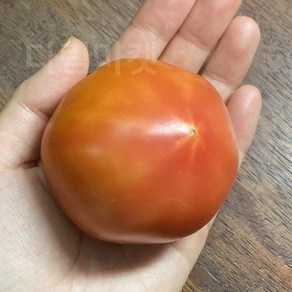 [실속형] 완숙 토마토 찰토마토 A급 랜덤과 (산지 직송), 1박스, 랜덤과 1kg 내외
