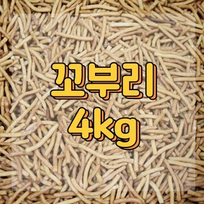 꼬부리 4kg 까불이오란다 까불이 오란다만들기