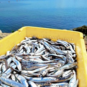 남해 바다 보물섬 해녀 언니네 손질 생 멸치 500g 산지직송 멸치, 1개