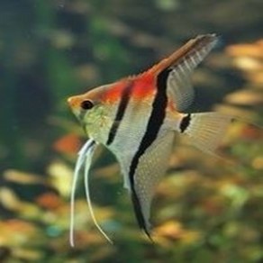마나카푸 레드백 엔젤 [5마리] - 4cm~5cm, 1개, 10g