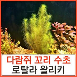 수초하우스) 로탈라 왈리키, 10개