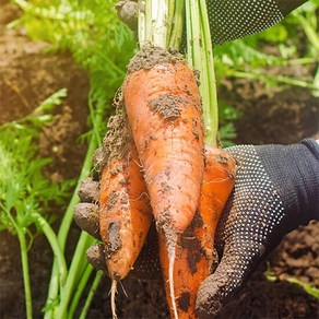 [자연맛남] 24년 제주직송 흙당근 10kg (중), 1개