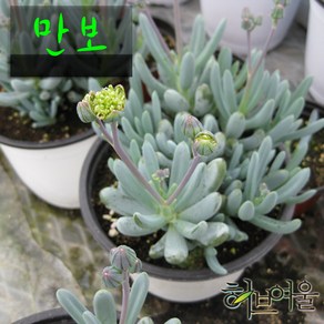 허브여울다육 만보 지름 9cm 소품화분, 3개