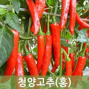 국내산 청양 홍고추 10kg 5kg 1kg 매운고추 매운홍고추 (건고추용)