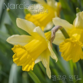 수선화(Nacissus) 추식 구근 엘로우 원더(1set-1구) 금강원예, 1개