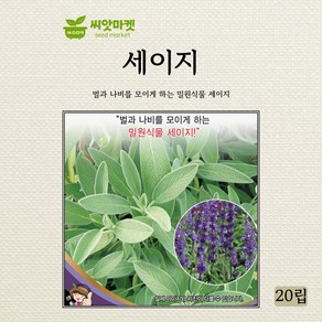 세계종묘 세이지 씨앗 20립, 1개