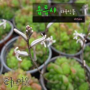 허브여울다육 옵튜샤(obtusa)지름 9cm 소품 다육화분, 3개