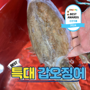 살아있는 횟감가능한 국내산 갑오징어 생물, 1개, 특대 갑오징어 2kg(4-6미)