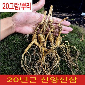 20년근 백두산삼 임하삼 산양삼 장뇌삼 6뿌리 (20g/뿌리), 1개, 120g