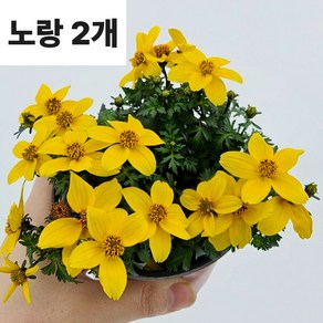 [플레이앤트리]비덴스 바이덴스 노랑+노랑 2개세트 봄꽃 모종, 1세트