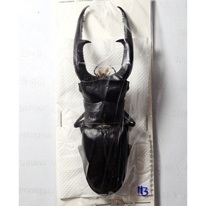 (Hexathius mandibulais sumatanus) 만디블라리스큰턱사슴벌레 [L-5-64] 곤충표본, 85~89mm, 1개