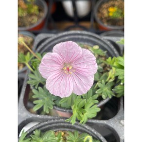 [지인야생화] 백산풍로초(소품), 1개