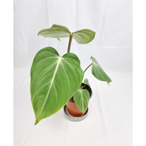 서비내 필로덴드론 글로리오섬 Philodendron gloriosum 희귀식물 인테리어 플랜테리어 인기식물 공기정화식물