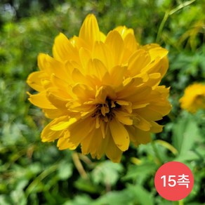 [발아율90%이상] 삼잎국화 겹삼잎국화 종근 모종, 1개, 15촉(노지)