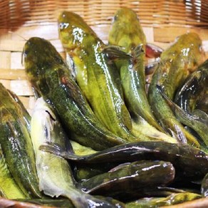 산지직송 손질 빠가사리1kg 매운탕소스 추가 민물고기 매운탕 국내산, 1.빠가사리1kg, 1개, 1kg