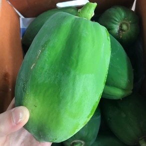 테라팜 그린파파야 (500G) 파파야 쏨땀 PAPAYA 생파파야, 1개, 500G내외