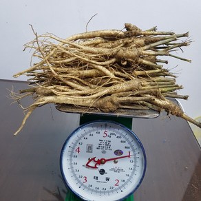 국산 약도라지 나물용 생도라지 모종용도라지 건도라지 금산 3년근 무료세척, 1개, 1kg 나물용-세척