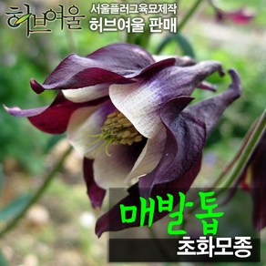 [허브여울모종] 매발톱 (노지월동) 꽃모종 (서울육묘생산 허브여울판매 정품모종), 5개