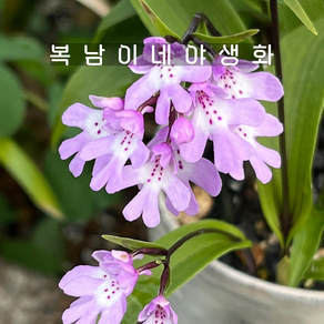 이와찌도리난 [1개 포트당 1구식재 복남이네야생화 모종 병아리 난초], 1개