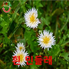 흰민들레 민들레 25립 씨앗 구근 모종 꽃씨 봄 여름 가을 겨울 희귀 심는꽃 야생화, 1개