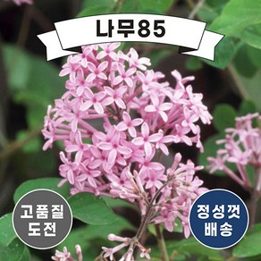 (나무85) 왜성라일락 레드픽시 P9, 1개