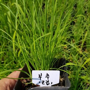 [모종모종]부추 모종 (큰컵)조선 부추(얇고 키작은 부추), 1개