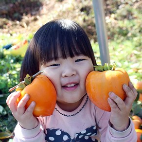 대봉감 둥시감 홍시감 영동감 곶감만들기 곶감용감 땡감, 둥시감10kg, (곶감용감-중:130g이하), 1개